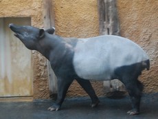 Tapir.jpg